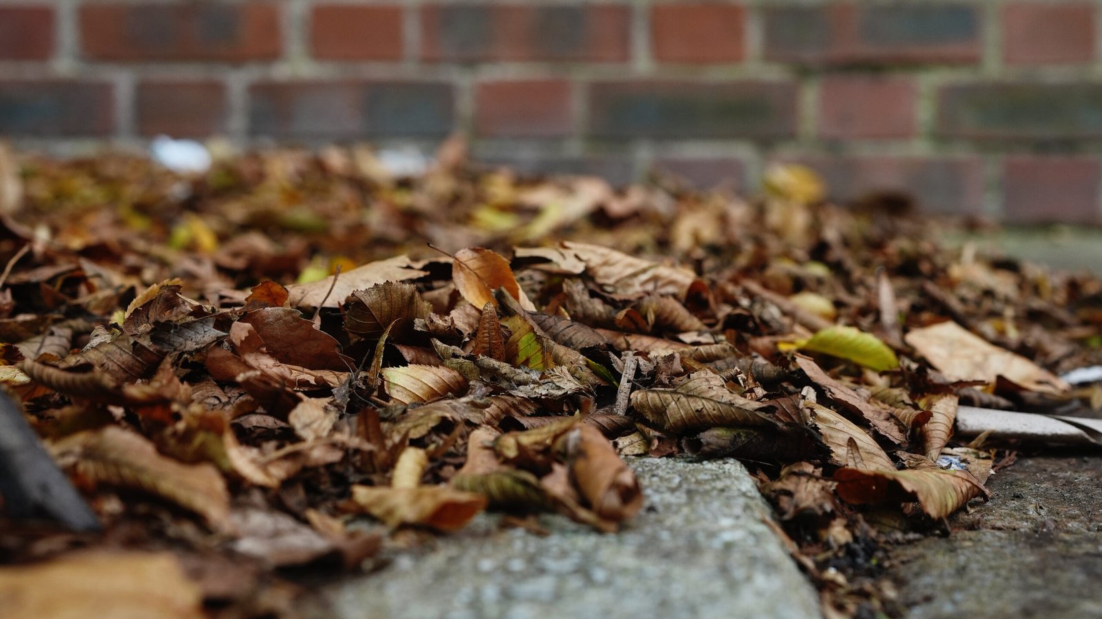 Leaf clearance before the wet week hits