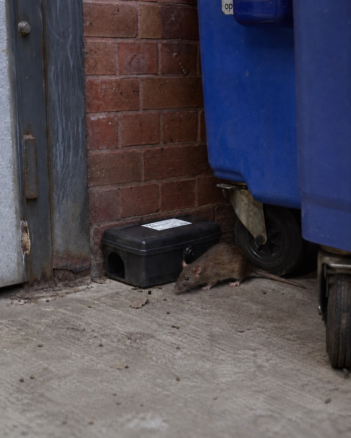 Rodent monitoring around waste and service areas